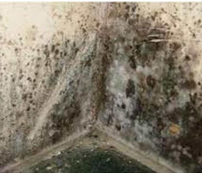 Mold in corner of a basement